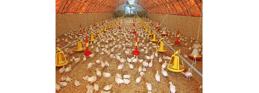 Argentina prohíbe ingresar productos avícolas de Chile por Influenza Aviar