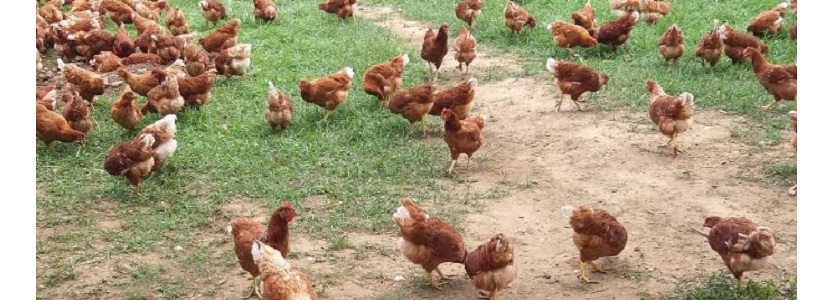 Emprender en la avicultura de postura otorgando bienestar y sostenibilidad