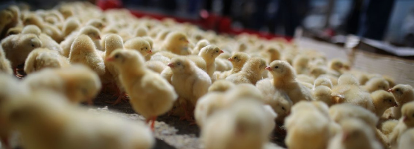 Bajo marca Brazilian Breeders: Prevén aumentar envíos de genética aviar