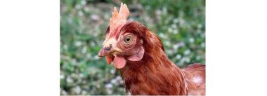 Avicultores colombianos: Atualização sobre a normativa de Salmonella
