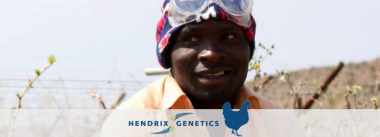 Hendrix Genetics trabalha com avicultores africanos para desenvolver suas galinhas preferidas