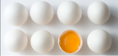 calidad del huevo qualidade do ovo