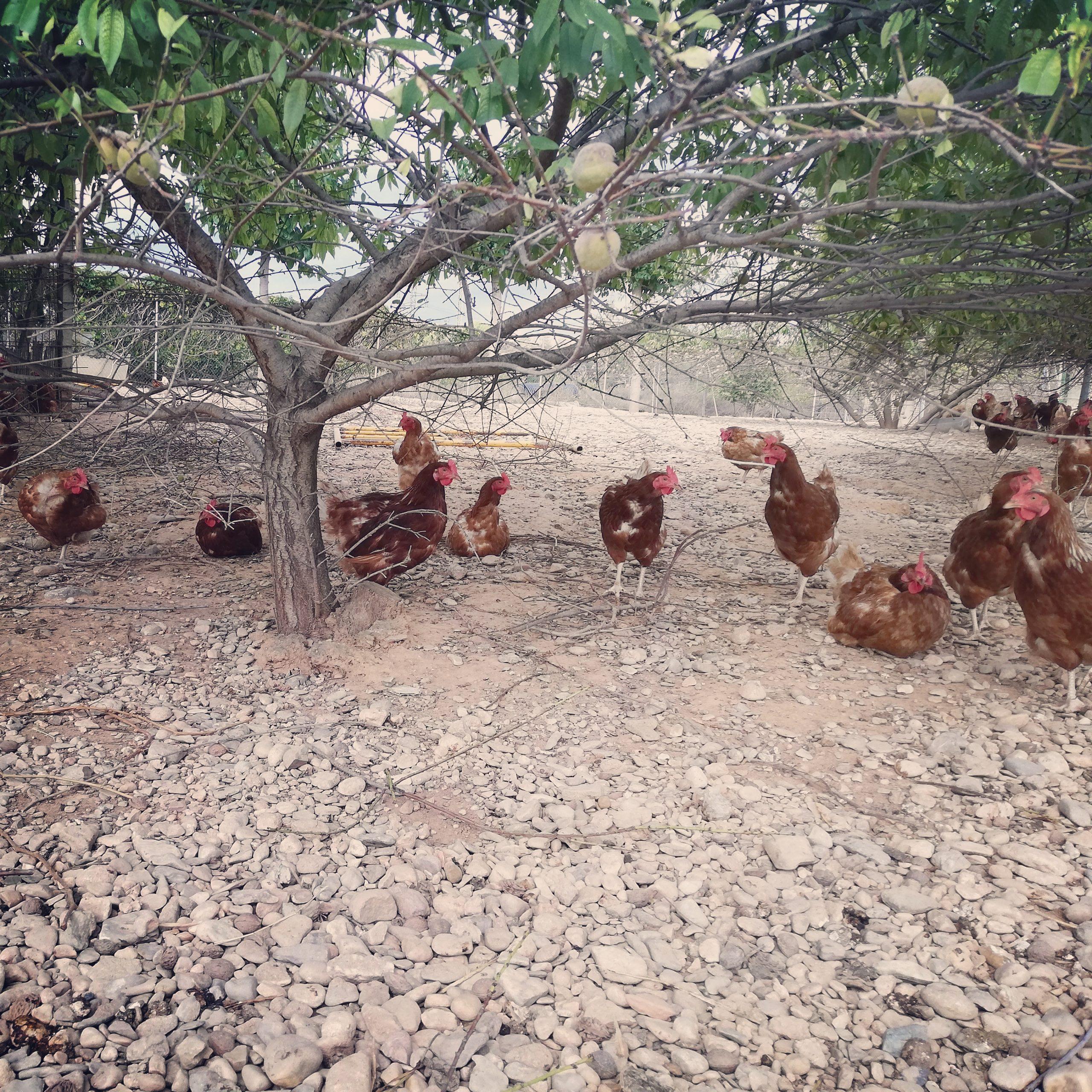 Problemas Nutricionales en la Avicultura de Puesta