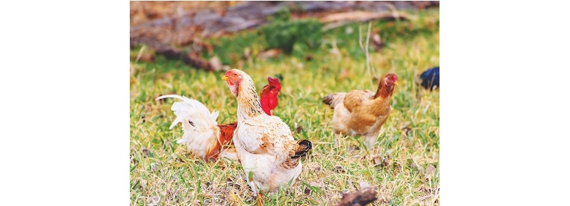 México impulsa tanto la avicultura tradicional como agroecológica