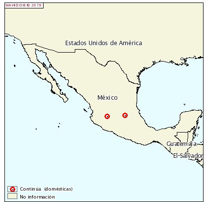Influenza Aviar altamente patógena se detecta en ponedoras y pollos: México