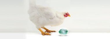 Inseminación artificial en gallinas, ¿mito o realidad?