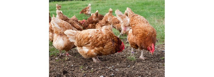 Argentina: Supermercado adhiere a venta de huevo de gallinas libre de jaula