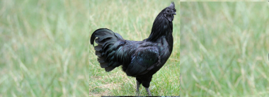 galinha pigmentado ayam cemani