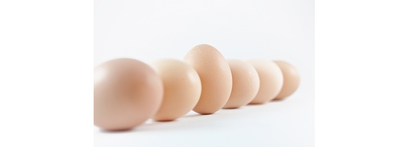 The success of antibiotic-free egg production