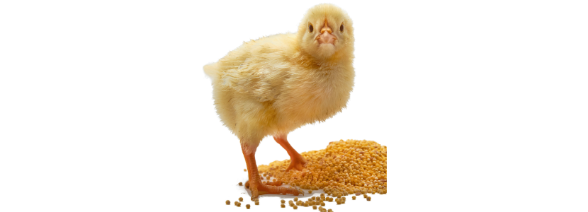 Influencia de los aditivos alimentarios en el estímulo de las células del sistema inmune de las aves