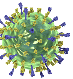 metapneumovirus boehringer