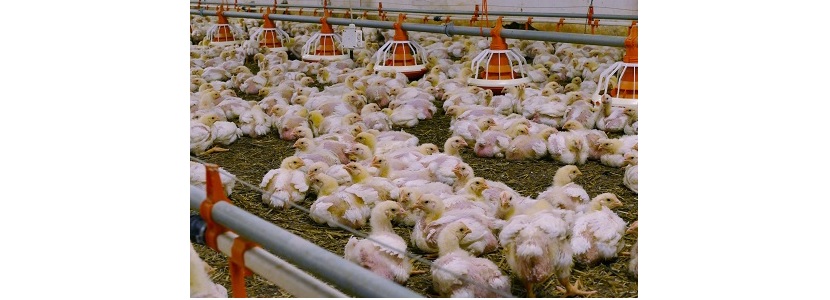 Sector Avícola de UE ¿Sería perjudicado por firma de acuerdo con MERCOSUR?