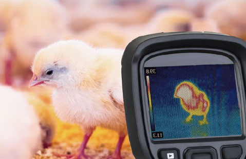 control ambiental pollos