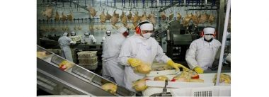 Argentina Se prevé que exportación de carne de pollo crezca en 25% en 2019