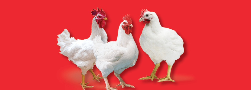 Cobb-Vantress: experiência em produção de matrizes de frangos desde 1916