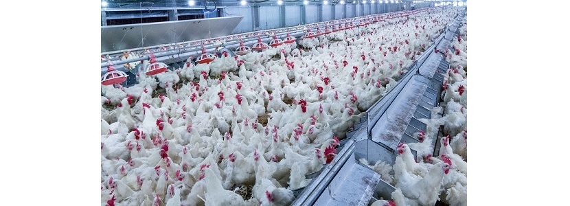 Avicultores de EE.UU. recuperan acceso de productos avícolas a China