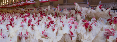 frango custos de produção