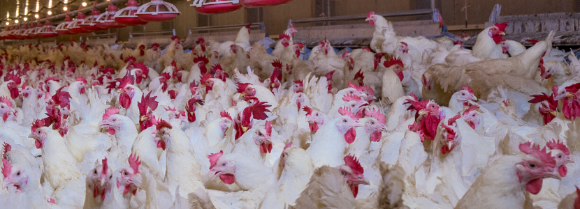 Brasil: Producción de pollo deberá crecer 5% y exportaciones 7% en 2020