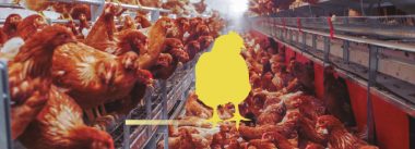 Imagen Revista Management of aviary systems for layer operations