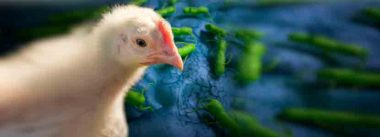 Imagen Revista Cómo salmonella se adapta & sobrevive en el pollo & en el ambiente