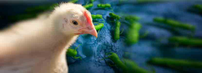 Cómo salmonella se adapta & sobrevive en el pollo & en el ambiente