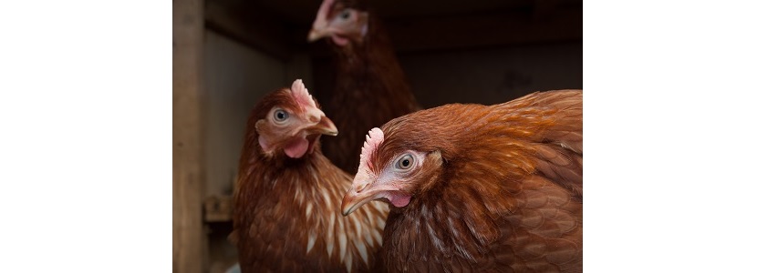 En Honduras sacrifican 3.000 gallinas ponedoras por Tifoidea Aviar