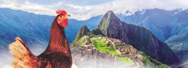 A genética da Hendrix alinhada com a avicultura latino-americana