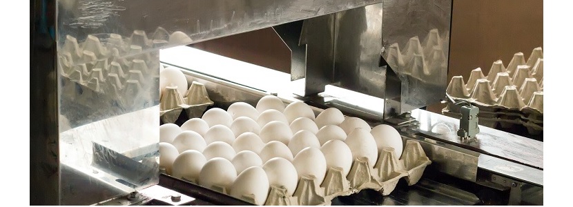 Avicultores argentinos de industria del huevo