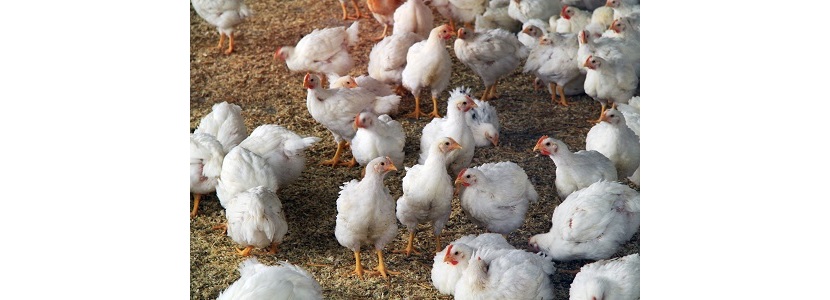 Actualización de normativa de regulación para la avicultura uruguaya