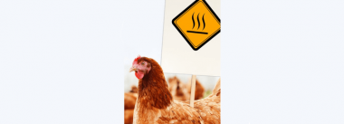 Imagen Revista Heat stress and its management in commercial layers