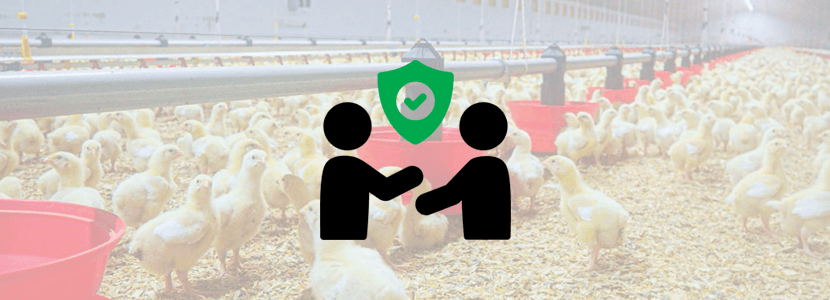 Navarra relies on COPILOT System to create the ideal environment in its chicken warehouses