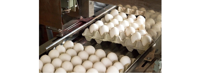 Argentina recupera tendencia positiva para consumo de huevo: Crecimiento 5%