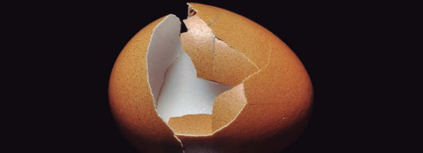 A casca do ovo, sua estrutura, formação & quais fatores afetam sua qualidade