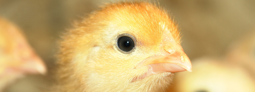 Brasil prohíbe uso de aditivos para mejorar rendimiento animal que contienen antimicrobianos