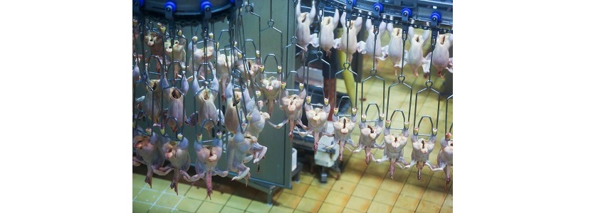 EEUU solicita reconsiderar prohibición de ingreso de pollo clorado a UE