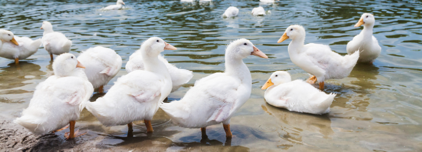 Commercial production and sanitary problems in ducks