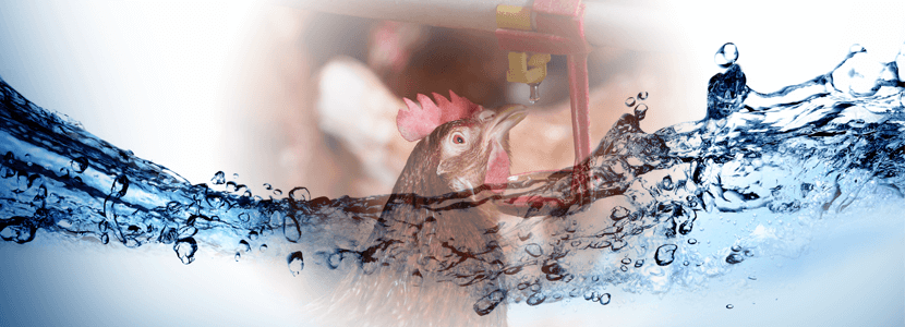 Gestión del agua de bebida en avicultura
