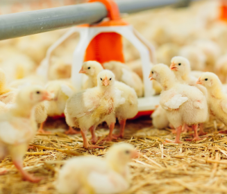 Imagen Revista Arbocel® en la nutrición de broilers: beneficios cuantificados y retorno de inversión