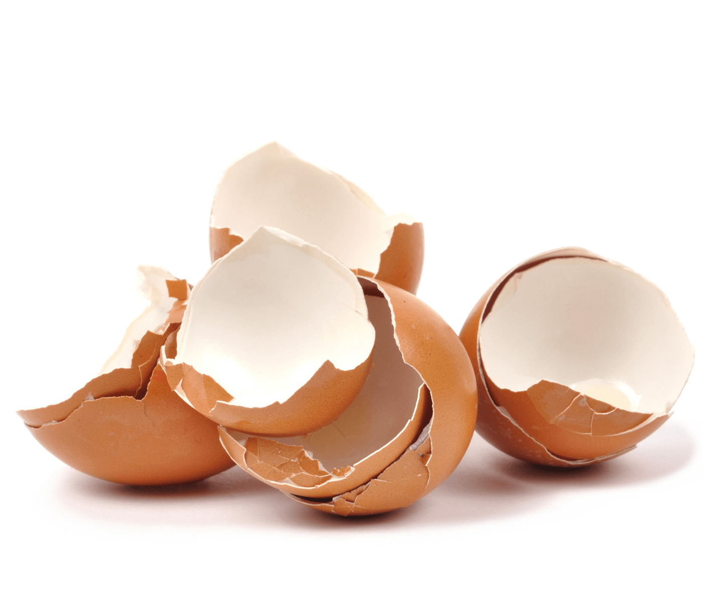 A casca do ovo, sua estrutura, formação & quais fatores afetam sua qualidade