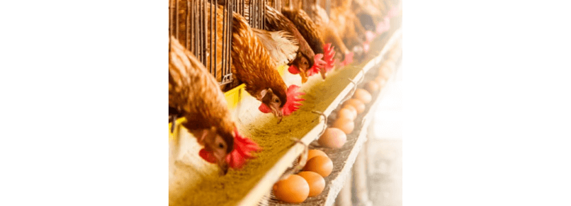 ¿Cuánto se podría ahorrar en el costo de la alimentación para gallinas ponedoras?