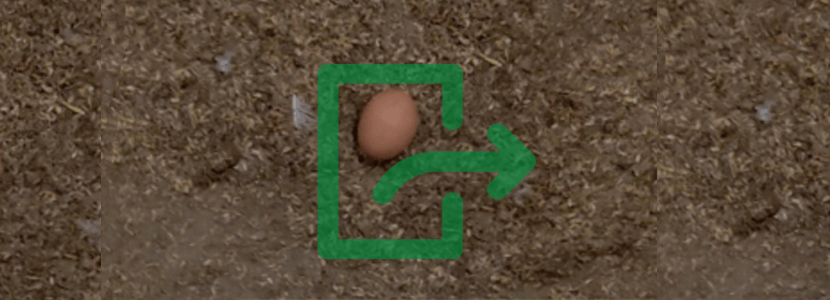Como reducir los huevos fuera del nidal