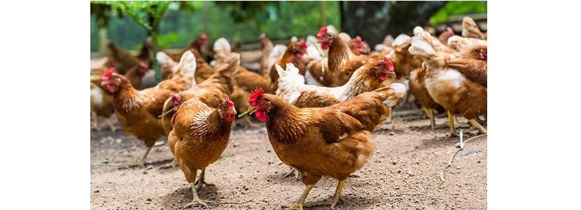 Empresa de alimentos de Colombia: Usará 100% huevos de gallina libre de jaula
