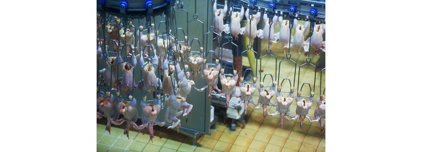 Panamá exportaría carne de pollo a China