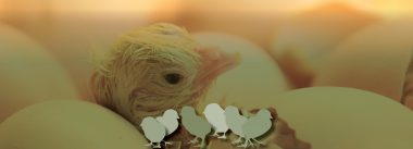 Imagen Revista Four fundamental principles for optimal chick storage