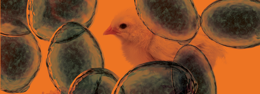 Levaduras, la prevención en la producción avícola