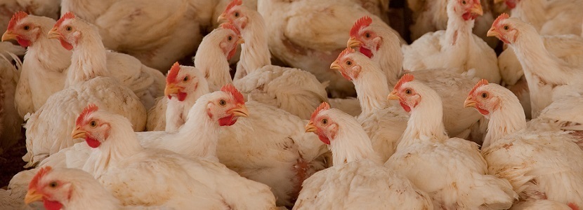 APA-Perú-asegura-abastecimiento-productos-avícolas-coronavirus
