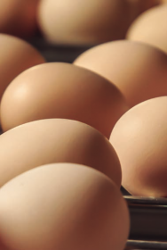 alimentação perinatal nutrição in ovo