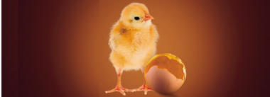 Imagen Revista Alimentação Perinatal em pintinhos: Nutrição In Ovo (Parte I)