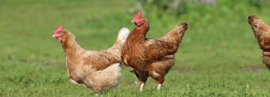 O que é importante na comunicação com consumidores sobre o bem-estar dos animais na produção?