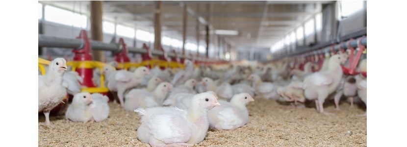 Avicultores-Colombia-alza-dólar-menor-producción-avícola